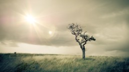 Lonely tree in field under cloudy sky